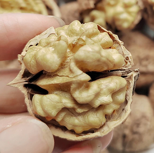 wholesale yunnan 185 33 xiner xinfeng xingfu walnuts in shell with extra light walnut kernels prices