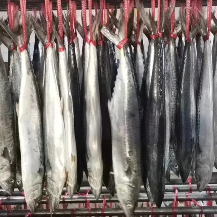 Frozen Seafood IQF Whole Round Steak Spotted Spanish Mackerel Fish