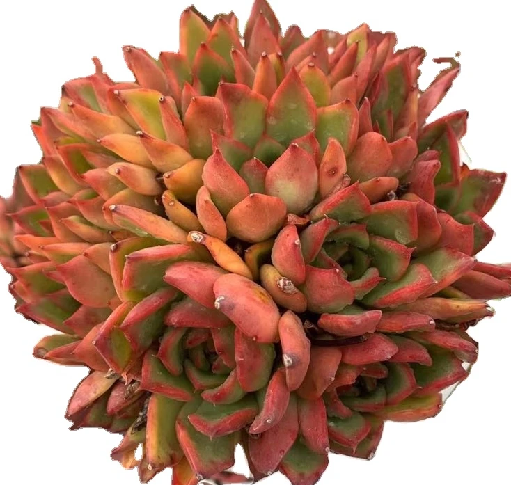 
Yunnan Succulents Red Large Dracaena Succulent Plants for Outdoor Plants 