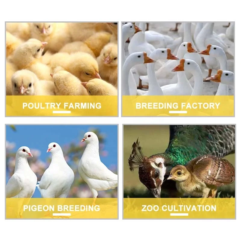 3kwh 5kwh 10kwh 5000 Eggs 2000 Capacity Solar Chicken Egg Incubator For Sale Philippines With System