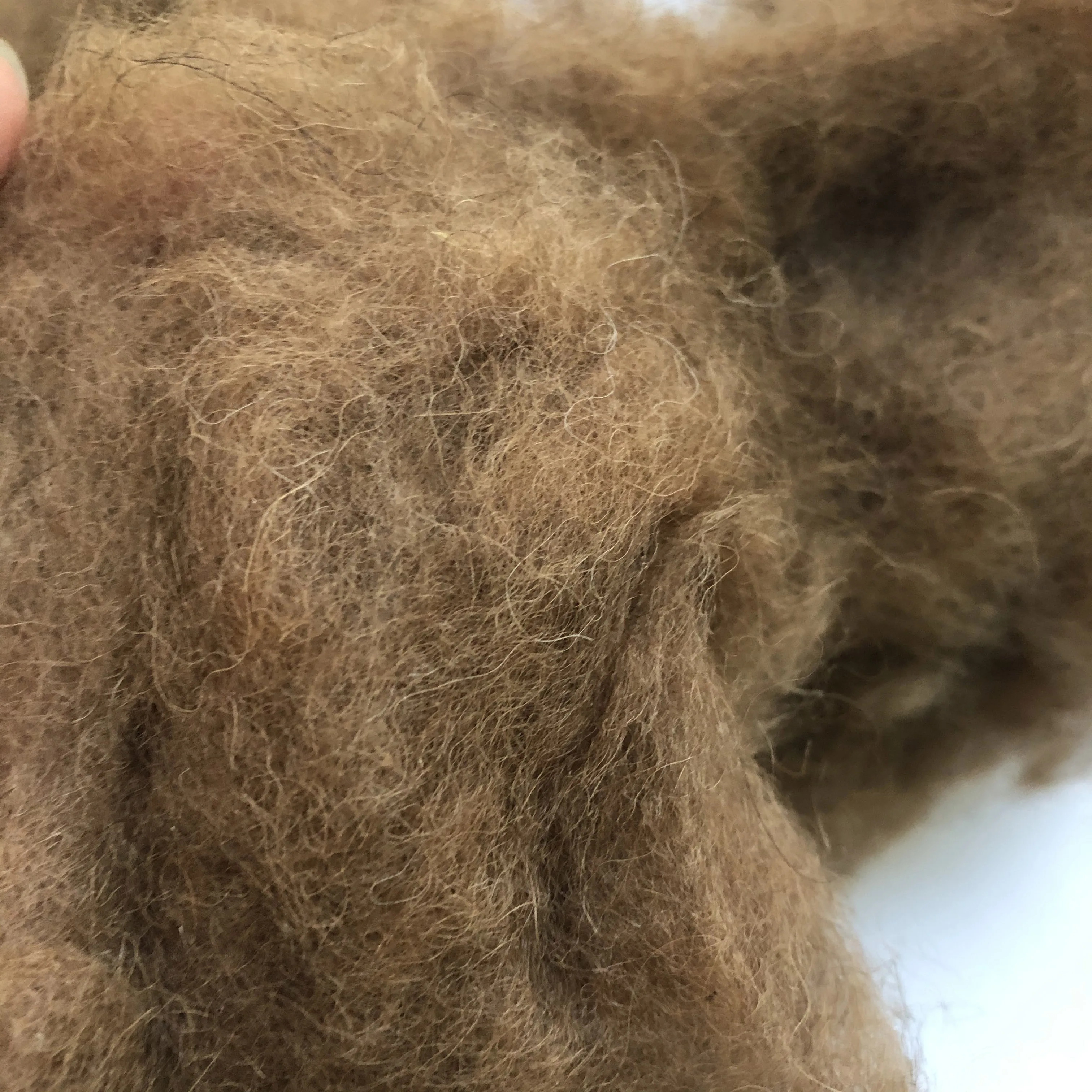high quality factory price 100% camel hair with natural color for spinning yarn camel wool fiber for wholesale