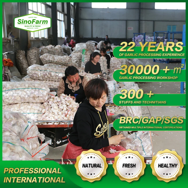 
China Fresh White Garlic , Purple Garlic price in China 