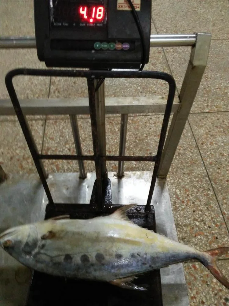 Frozen Queen Fish Good Sale from Indonesia