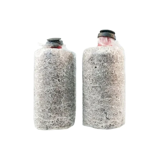 
oyster mushroom mycelium fertilizer bag for fruiting 