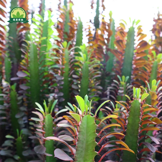 direct sale red color succulent plant for home indoor decoration