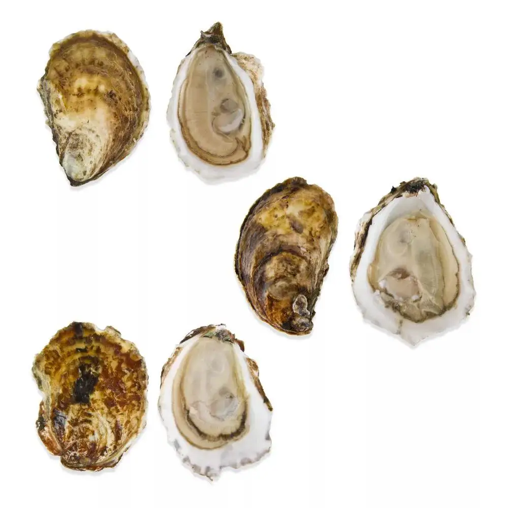 Quality Oyster Seafood New Season Seafood Products Reasonable Price Oysters Good Taste Oyster In Stock in wholesale price