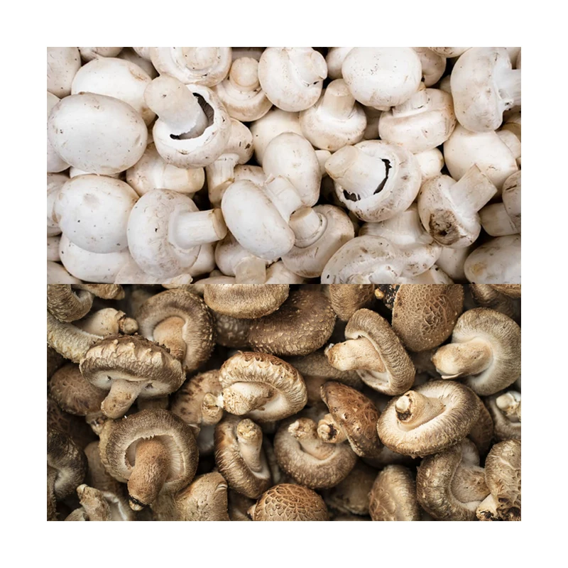 Suitable for stew bulk dried wholesale shiitake flower mushroom Seasoned Cut Shiitake Mushroom with high quality