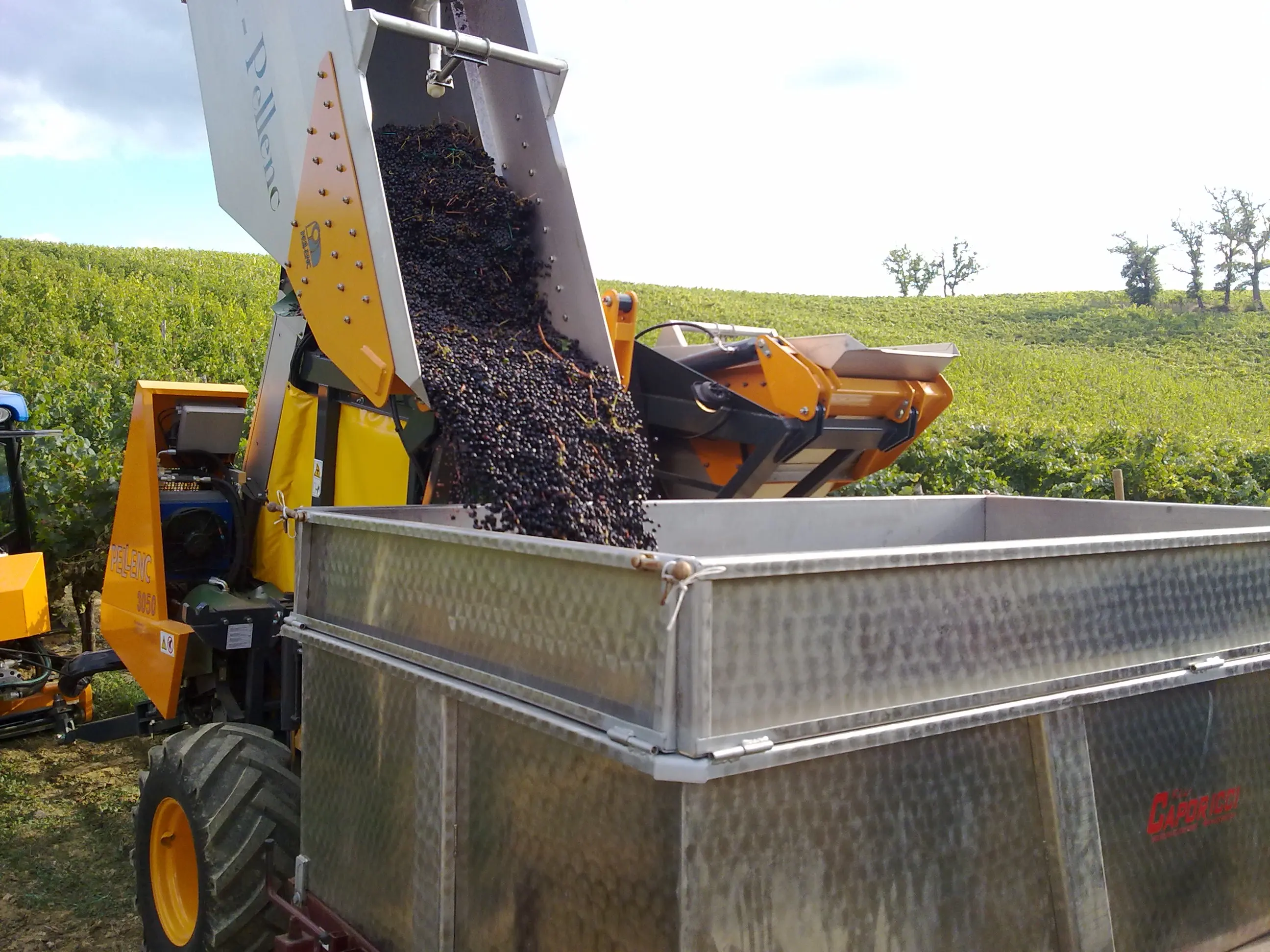 Hot Sale Made In Italy Vintage Red Wine 14 % Vol With Best Selected Grapes Table Wine Glass Bottle 75 Cl