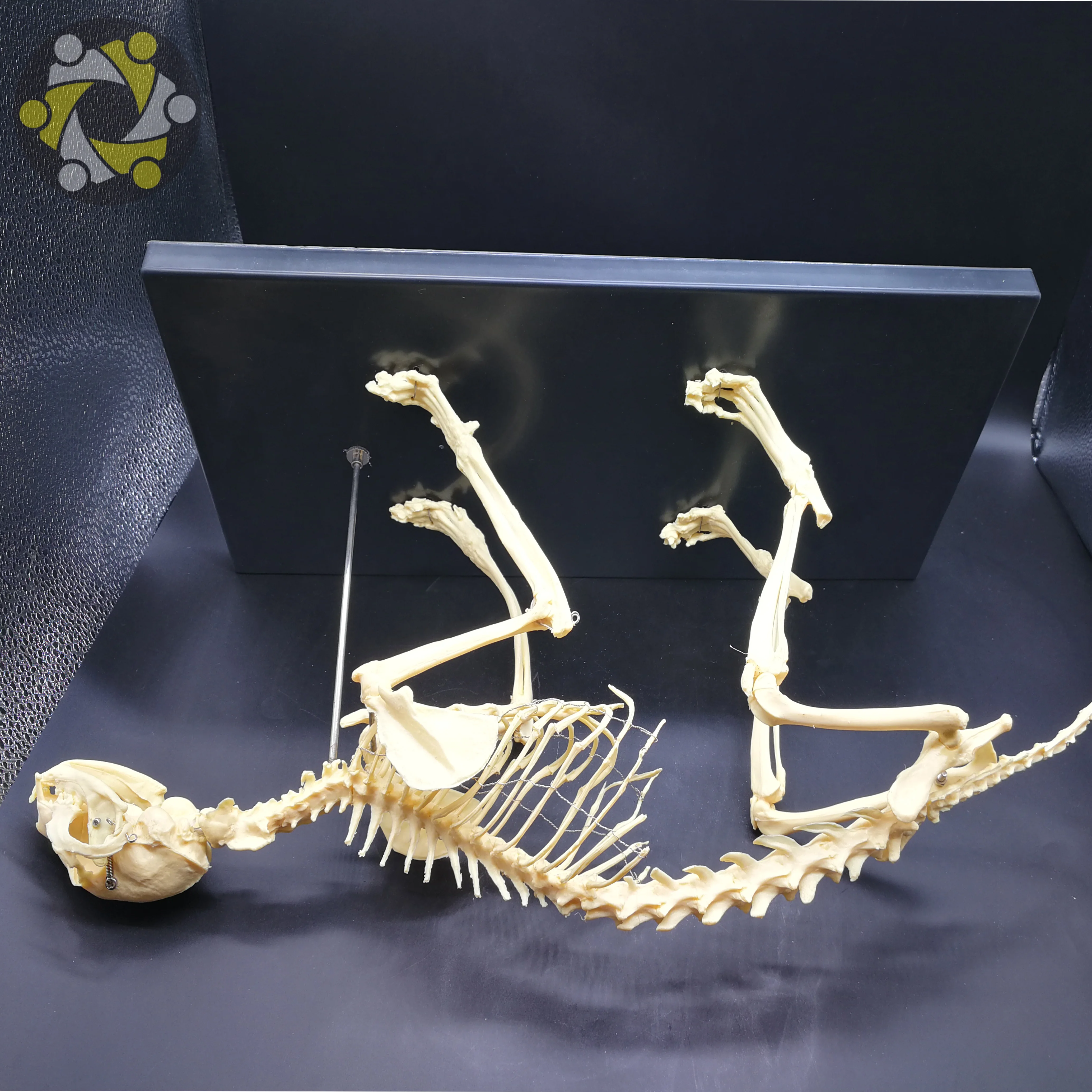 Medical Science Animal Canine Cat Skeleton Model for Medical Teaching