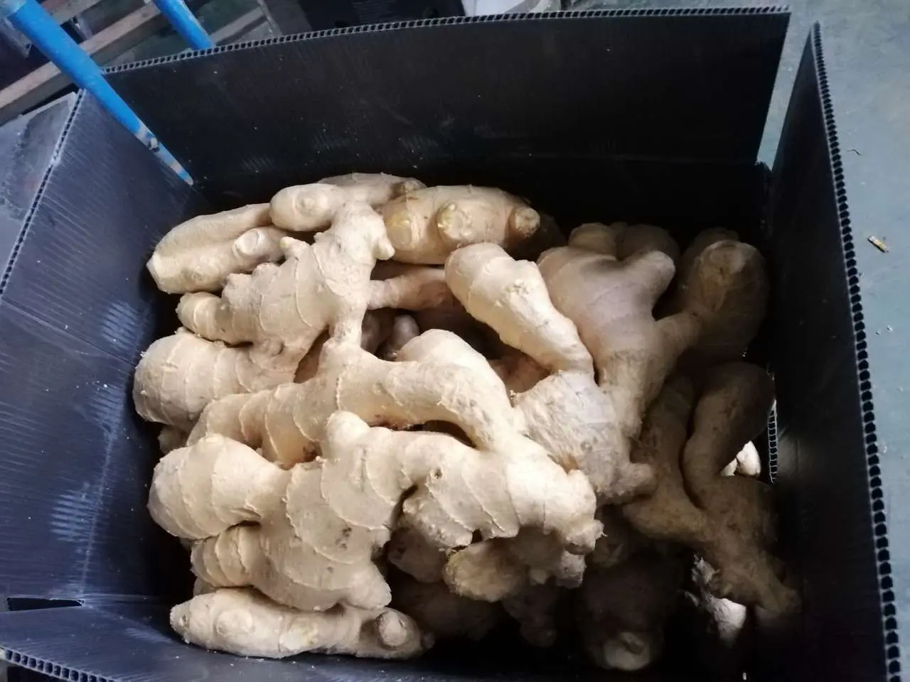Sinofarm  2022 Hot Sale China Dry ginger root New Crop Chinese Fresh Ginger For Export from Shandong China