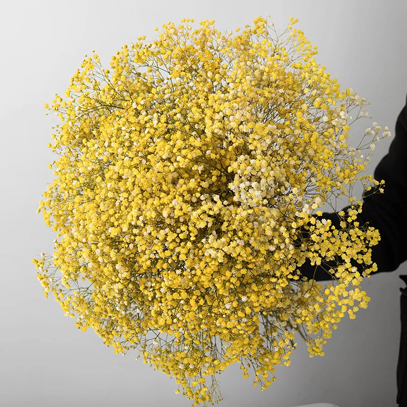 ZanTe 2022 big bunch real touch wedding cream white dried nature preserved baby breath Gypsophila Paniculata babybreath flowers