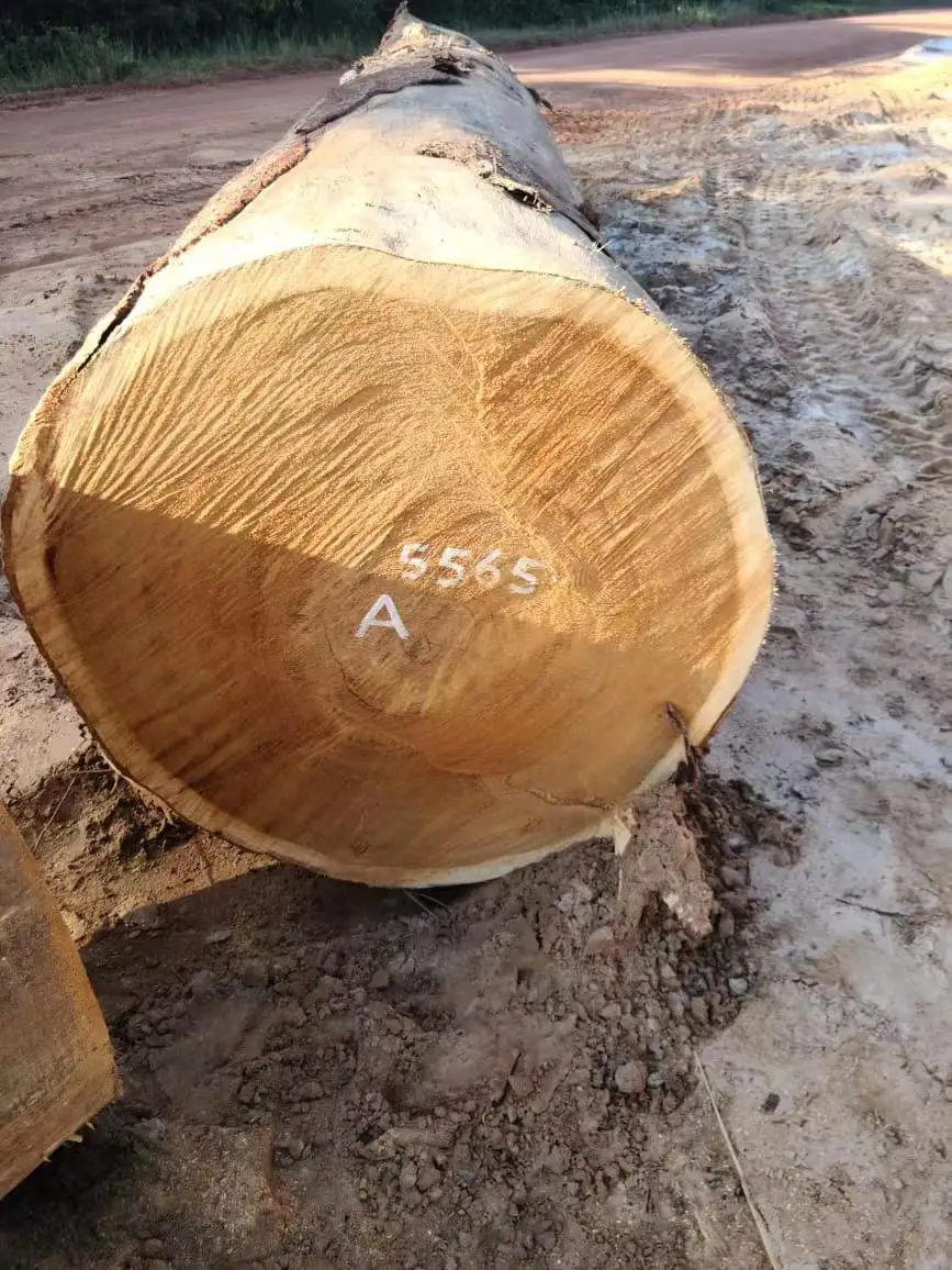 Darina round logs from Guyana, High quality with low price
