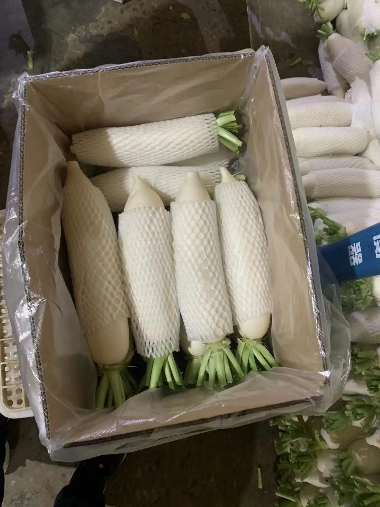 The great PIZHOU radish normal white & spicy high, new crop and well preserved in storage