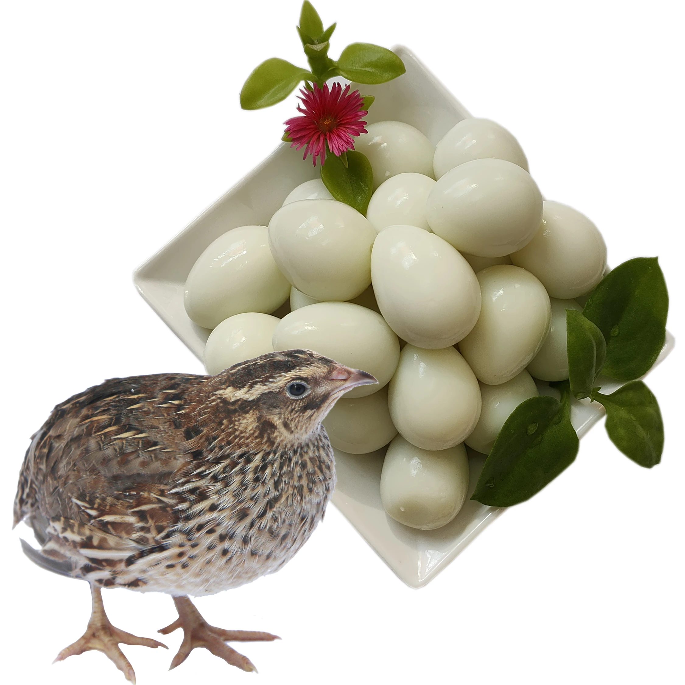 Quail eggs without shell marinated egg independent packing office leisure snacks spicy snack snacks quail eggs