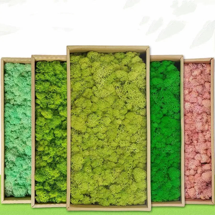 Hot Selling Stabilized Preserved Lichen Reindeer Moss for decoration flower wall Preserved  Moss