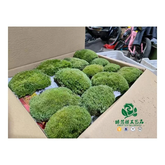 zhen xin qi crafts Preserved Moss Decoration Plants Wholesale Mossy Wall Board High Quality Reindeer Moss Preserved Moss