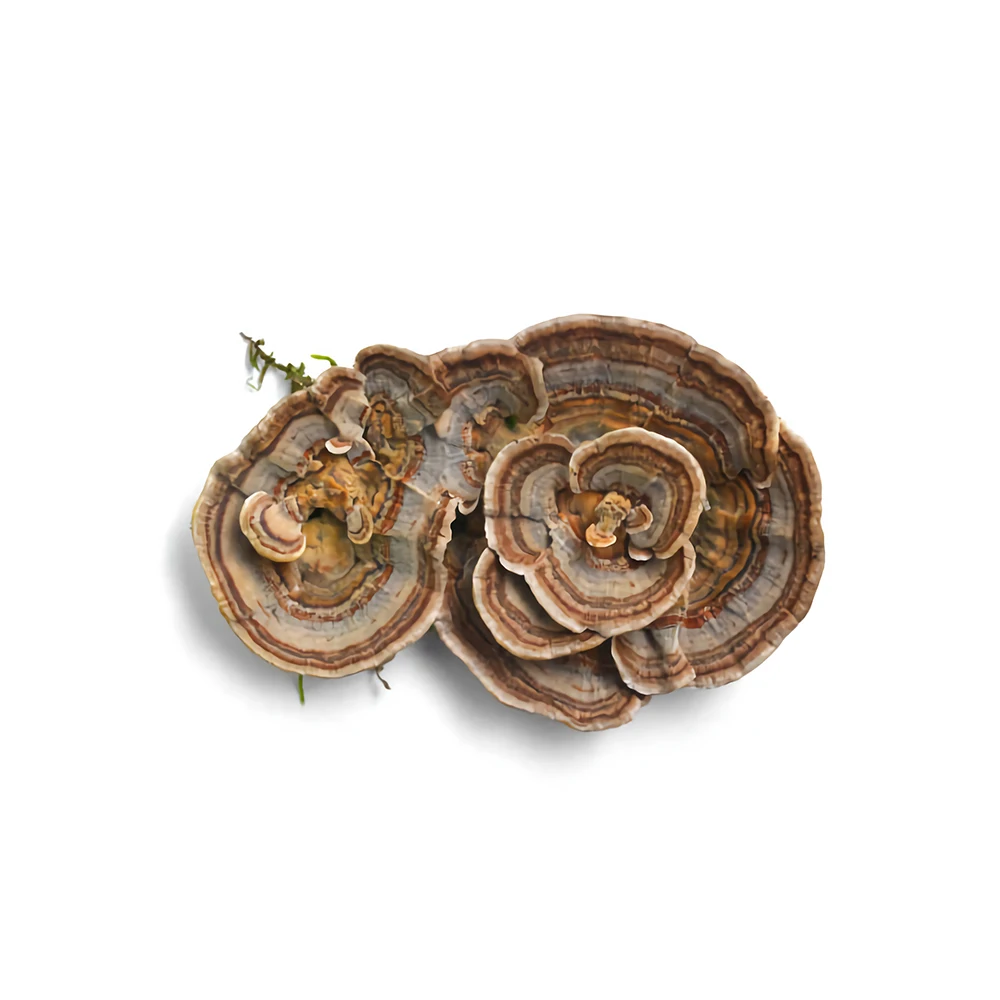Free Sample Best Selling turkey tail mushroom coriolus versicolor  medicinal mushrooms  100% Fruit Bodies with  High Quality