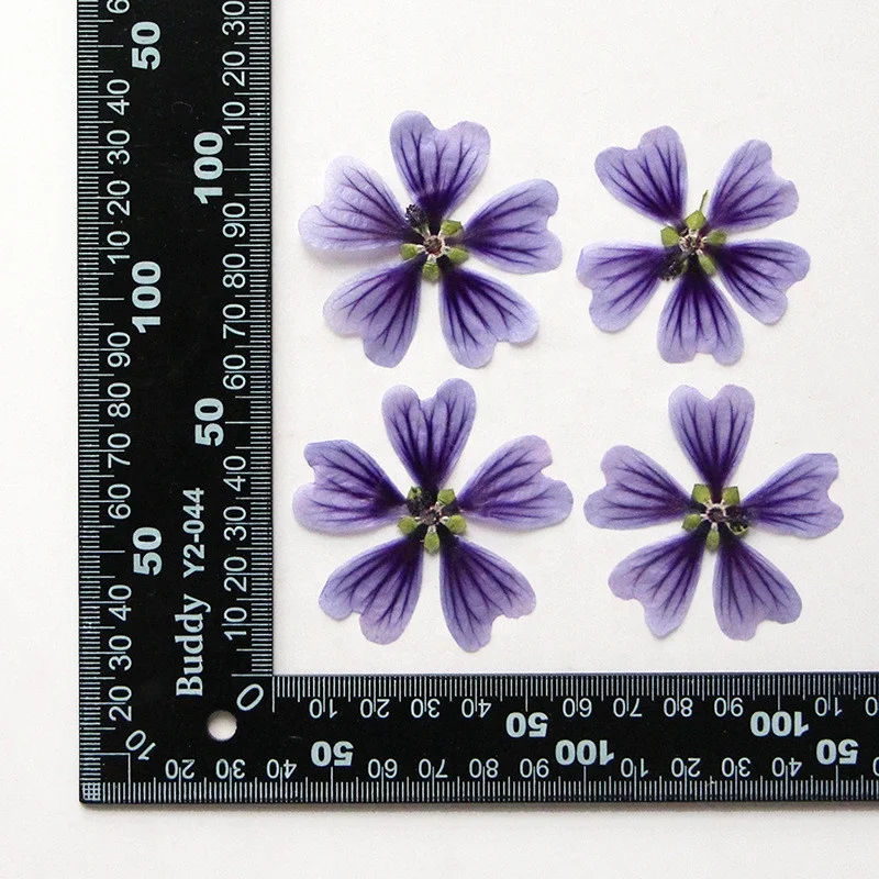 Factory Wholesale DIY material Dried flower pressed Mallow for Phone Case Nail Art Jewelry Postcard candle making decoration