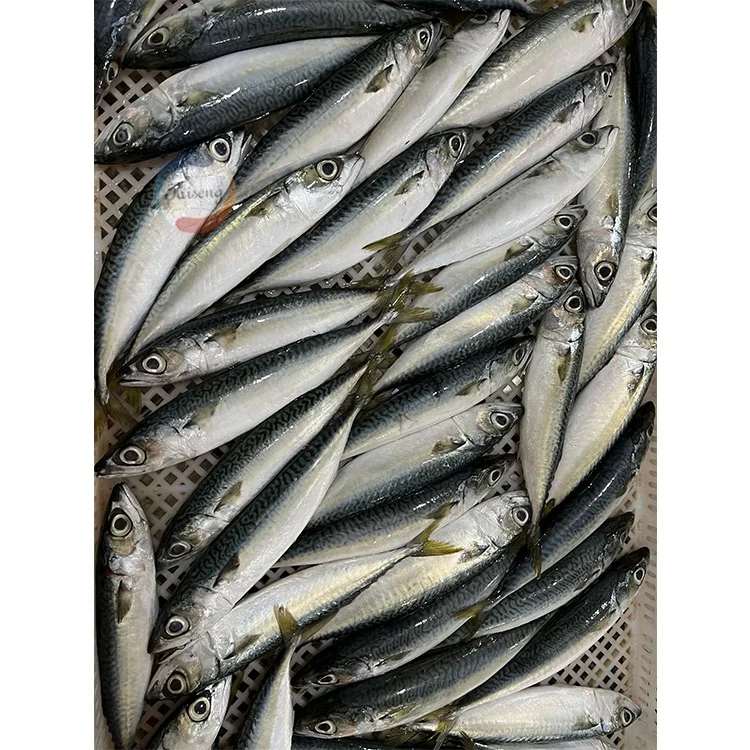 Mackerel Fish Jack Mackerel Saba Scomber Japonicus Pacific Mackerel