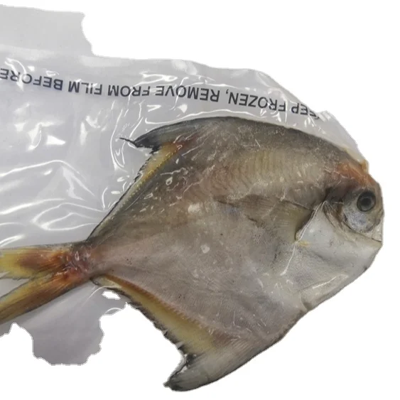 Wholesale Fresh Frozen Silver White Pomfret Frozen Fish