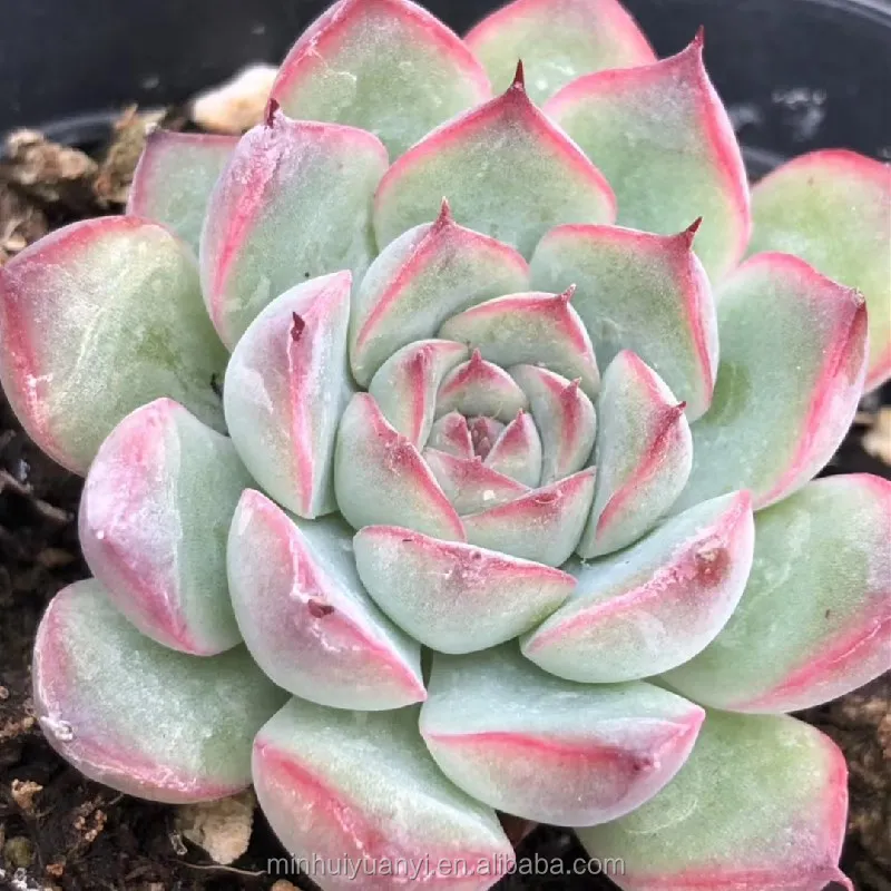 Живые суккуленты Echeveria Lotus 1 57 дюйма комнатные декоративные растения оптовая продажа для детской
