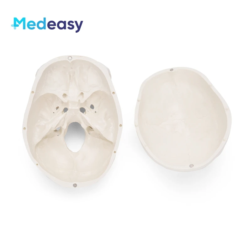 Белая пластиковая модель человеческого черепа