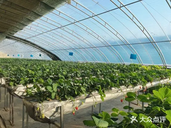  Y 2020 горячая Распродажа китайская фабрика прямые продажи тепличная труба оцинкованная стальная для