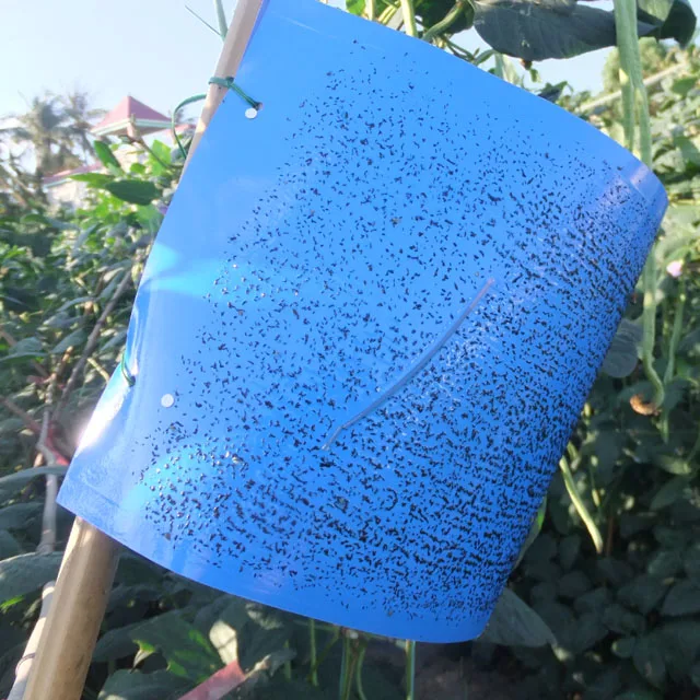 
Effective western flower thrips control feromon lure 