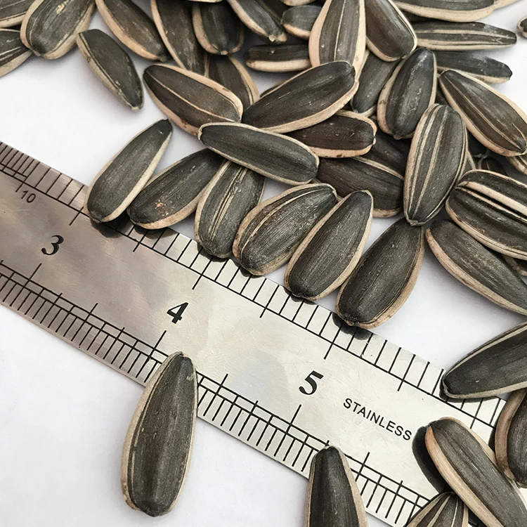 
Round type big size high quality sunflower seeds new crops organic sunflower seeds 
