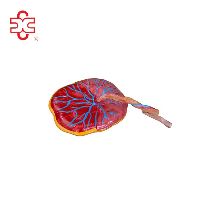 infant baby placenta model anatomy model to educate  children and kids for the nursing medical school with plastic and soft PVC