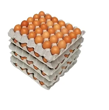 Оплодотворенные куриные яйца 500 Бройлер свежие Кобб фертильные 700