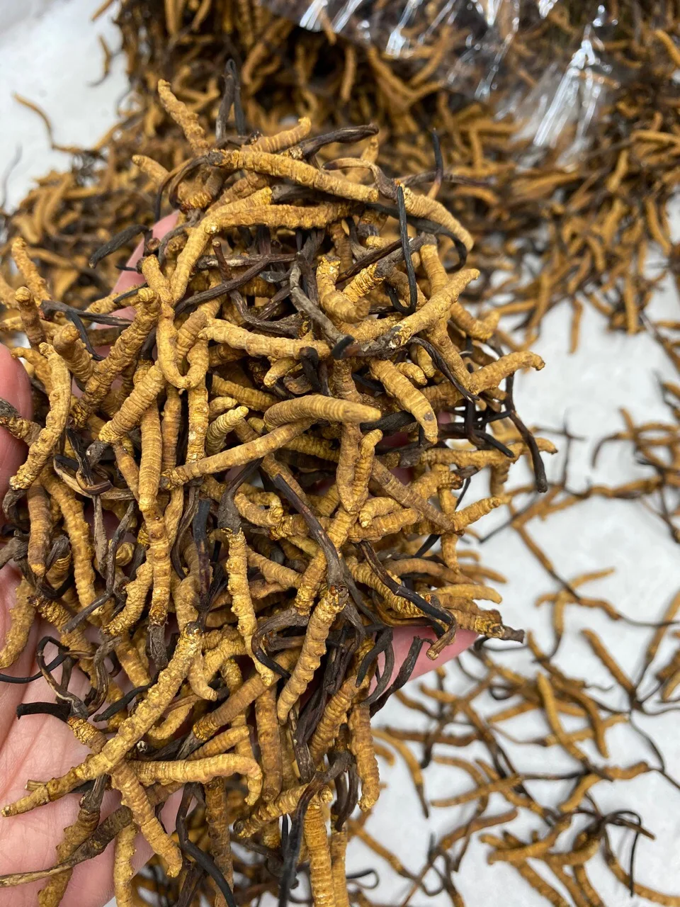 Wholesale Dried Wild Whole Plant Cordyceps Sinensis Collagen Amino Acid Cordyceps Sinensis Micelium