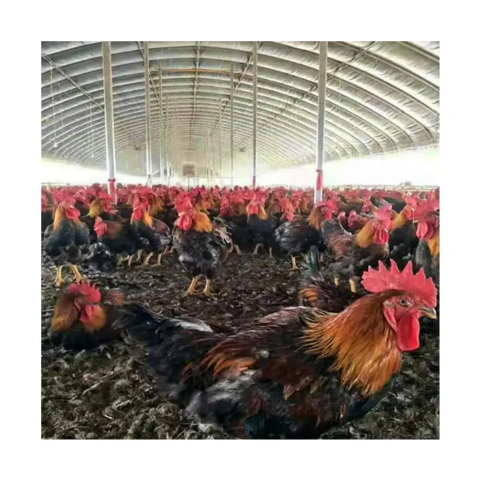 Дешевая сборная стальная конструкция домашняя птица современный курятник птицефабрик для 10000 цыплят