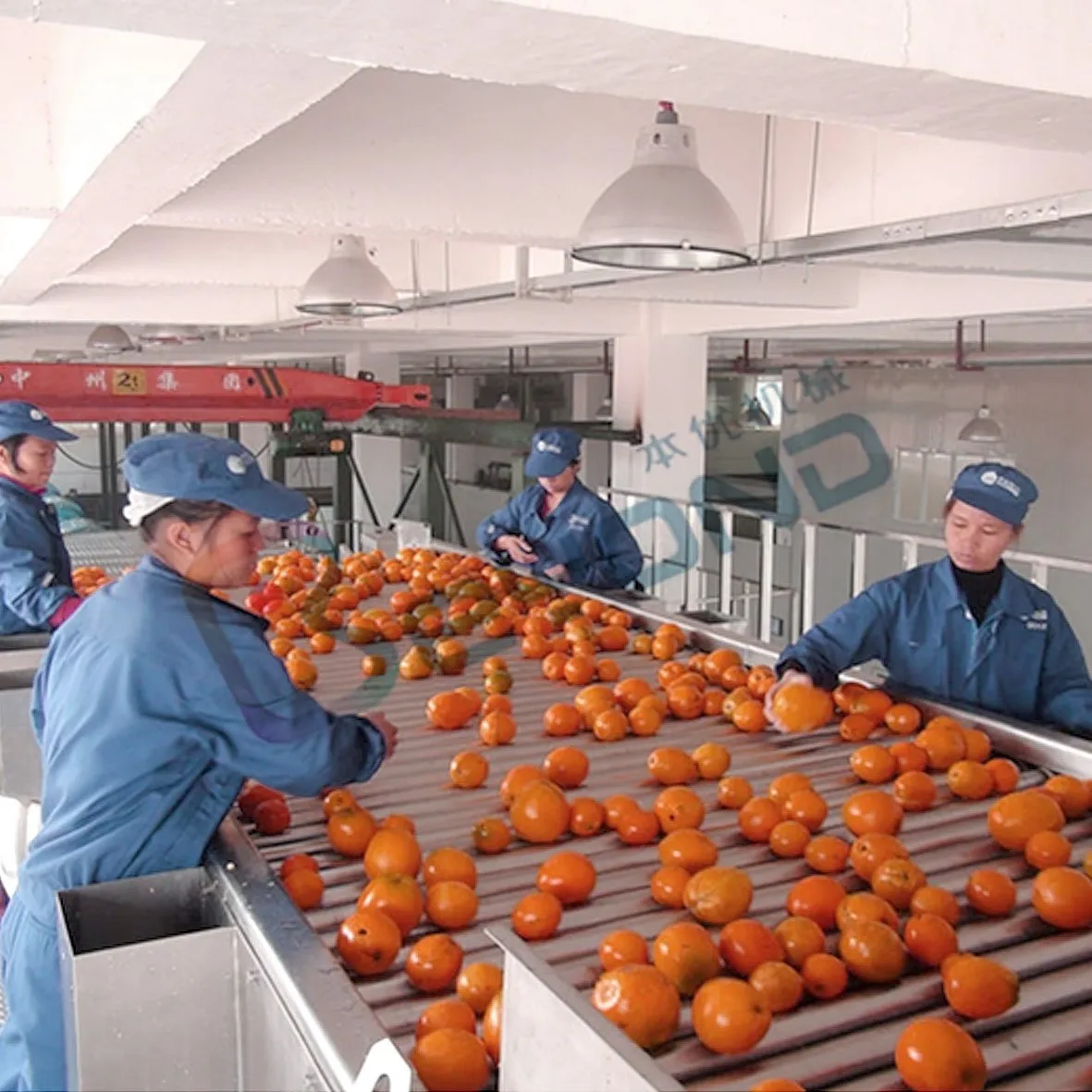 Fruit apricot juice production line cherry sorting machine