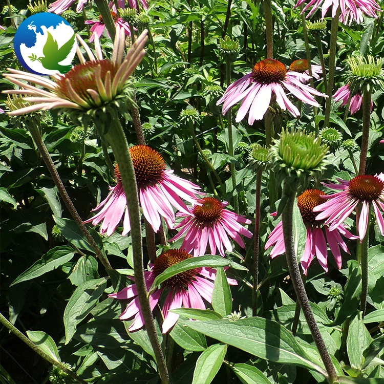 
Purple Echinacea Coneflower Ornamental Flower Seeds Echinacea Purpurea Flower Bulbs Plant Seeds 