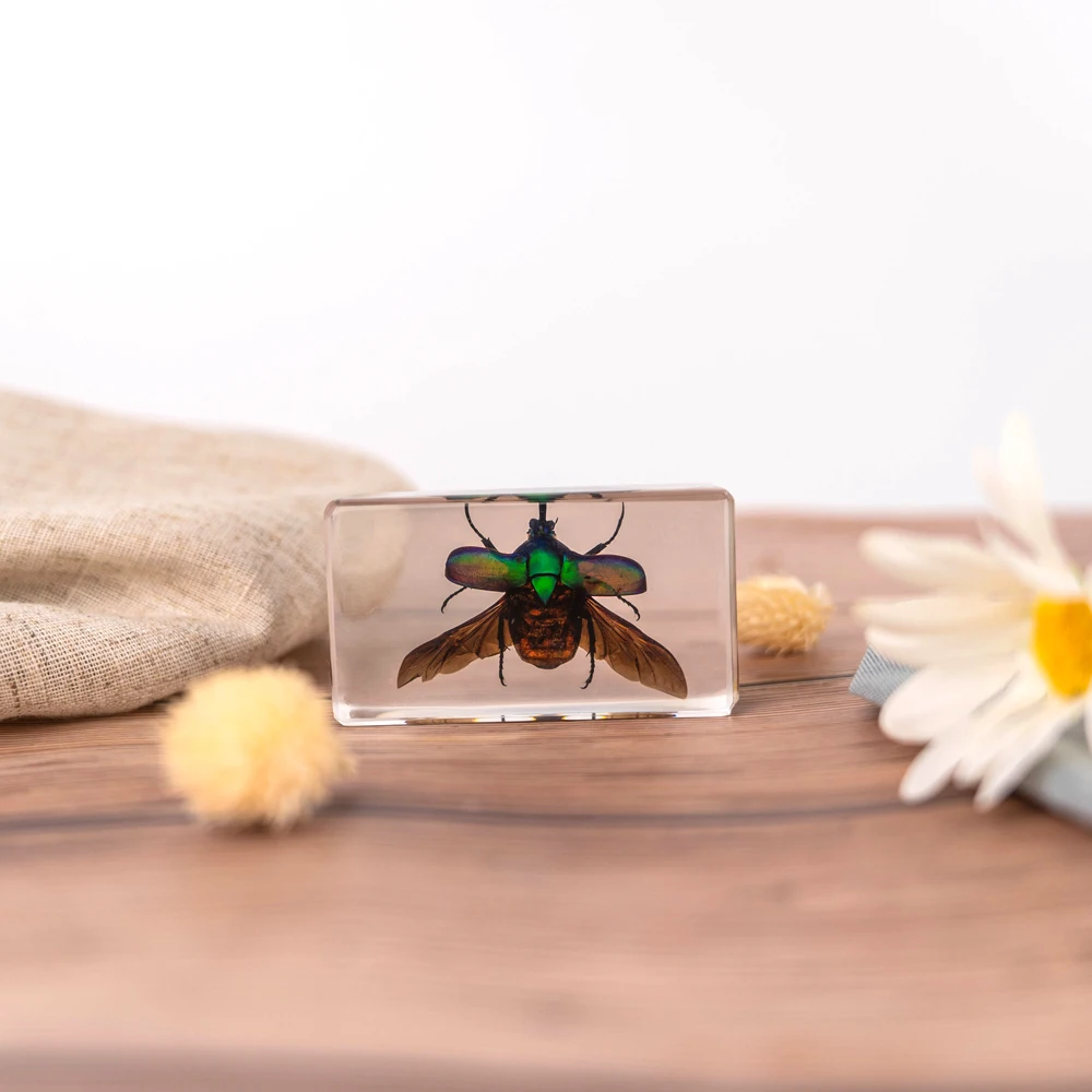 Школьный образец насекомых Scarab Beetle из прозрачной смолы янтарный образовательная игрушка