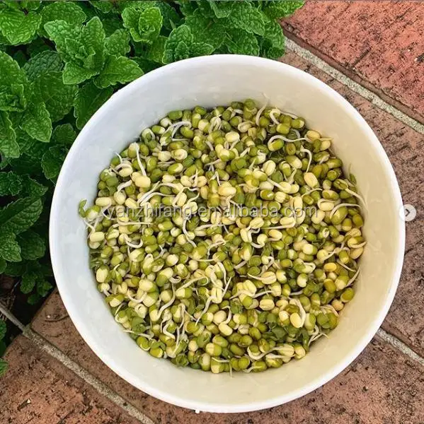 
Green mung beans Uzbekistan organic mung beans seeds mung bean 