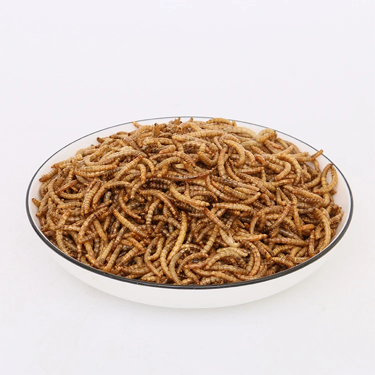 Wholesale Dry Bulk Frozen Top High Protein Dry Mealworms