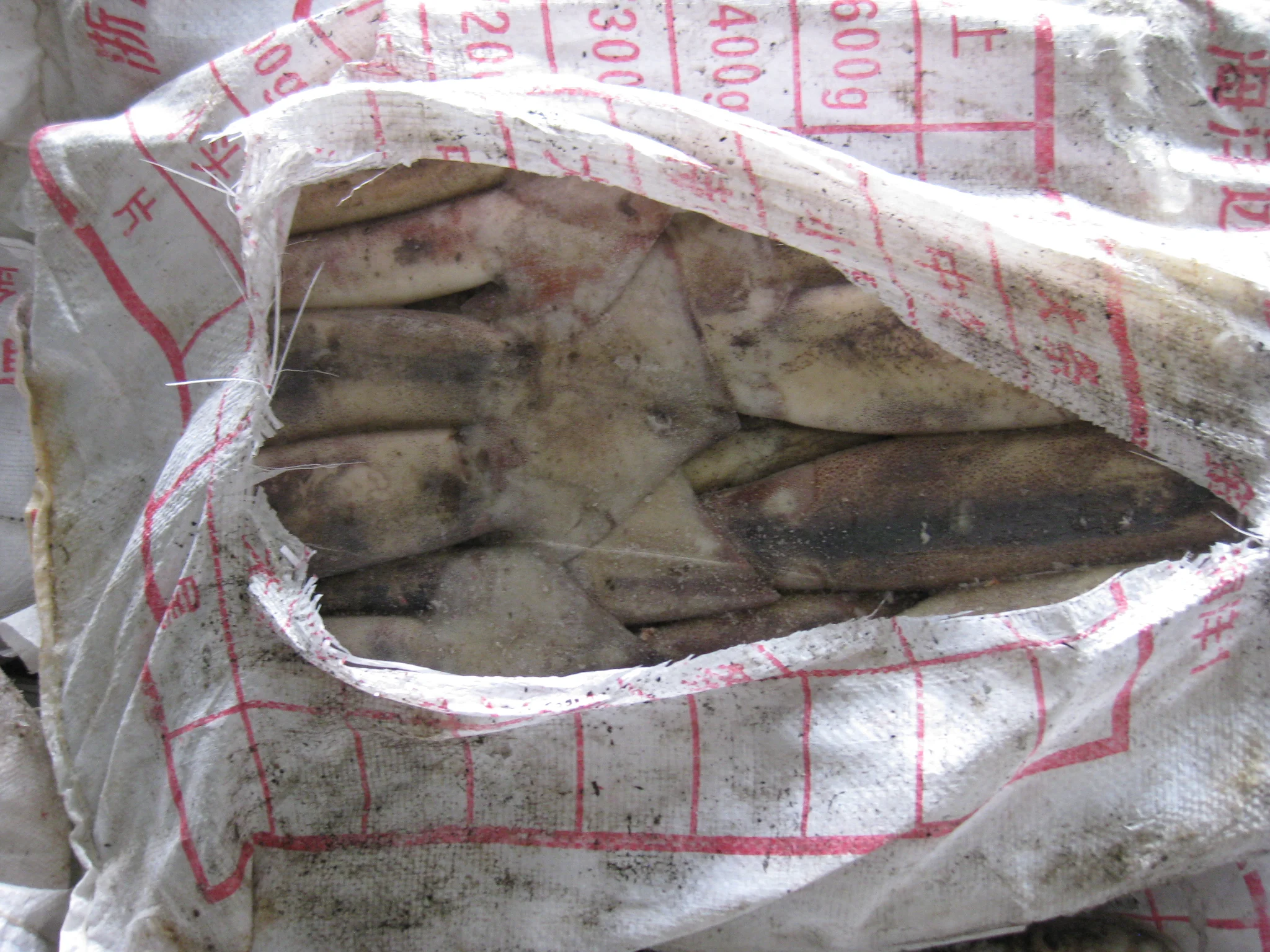 Factory hot sale product high quality healthy seafood fresh calamari frozen squid