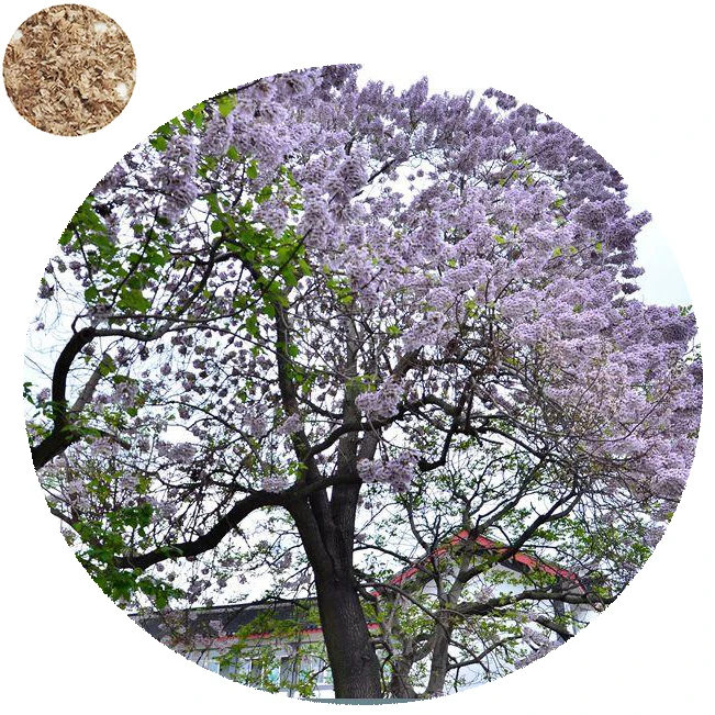 2021 Chinese high-quality Paulownia fortunei seeds/Paulownia elongata tree seeds