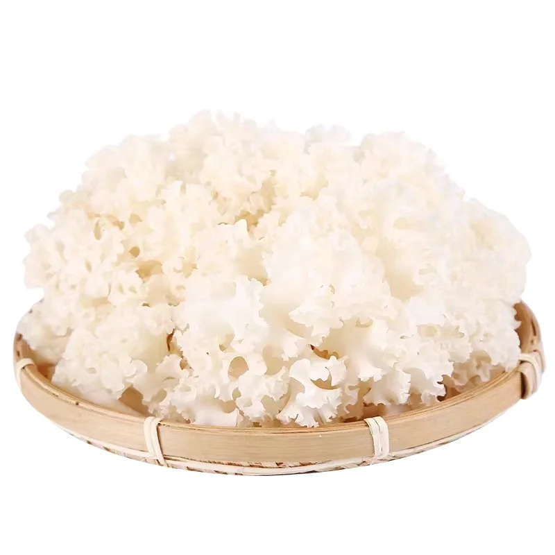 Organic Wholesale Pure Original  cultivation cauliflower mushroom