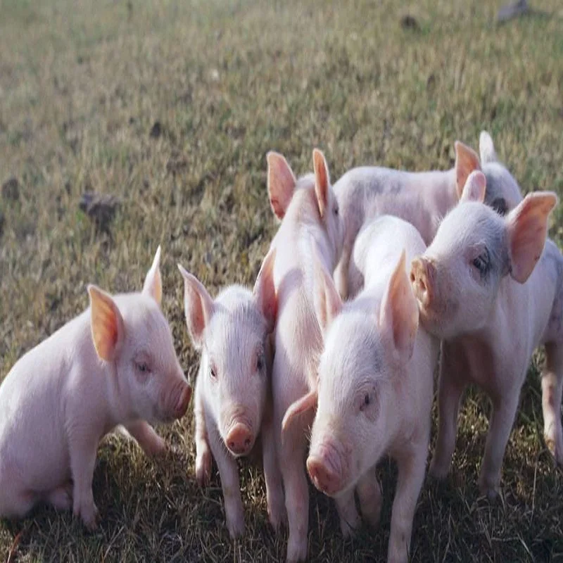 Growth promoting agent Potassium Salt Potassium Diformate 98% CAS No 20642-05-01 For Piglets Poultry Feed