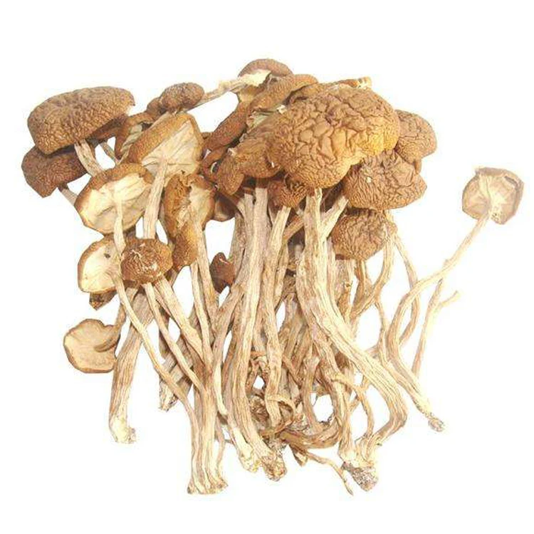 
Healthy food Agrocybe Aegerita Dried Tea Tree Mushroom 