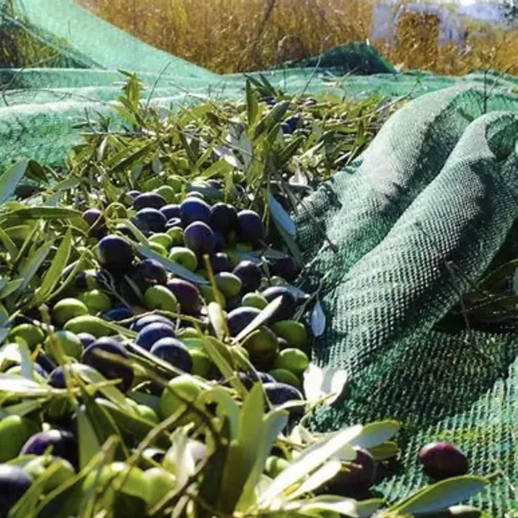 Wholesale HDPE Agricultural Falling Fruit Collect Olive Harvest Fruit Tree Nets Square Mesh olive net