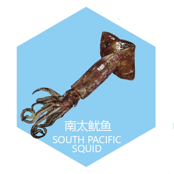 New season manufacturer illex squid price frozen squid product frozen argentine squid 100-300g