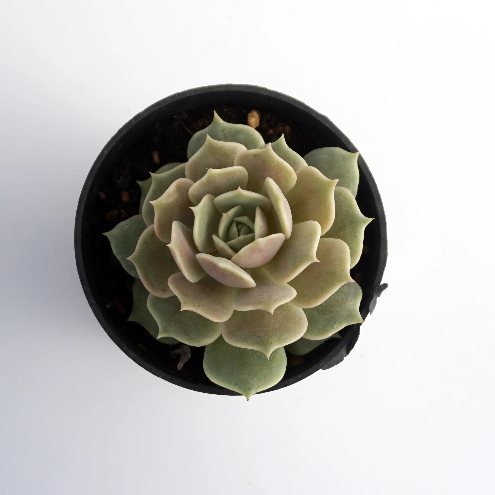 china live plants suculentas raras natural wholesale mini aquatic succulent plant