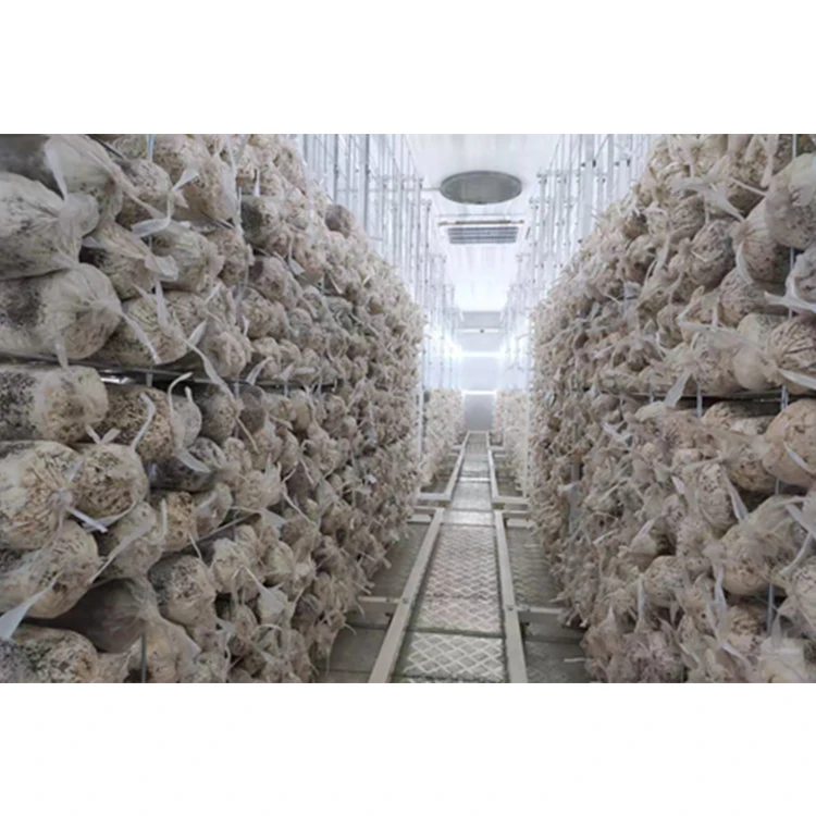 China Professional Factory Custom Greenhouse Plant Edible Fungi Container Plant Factory