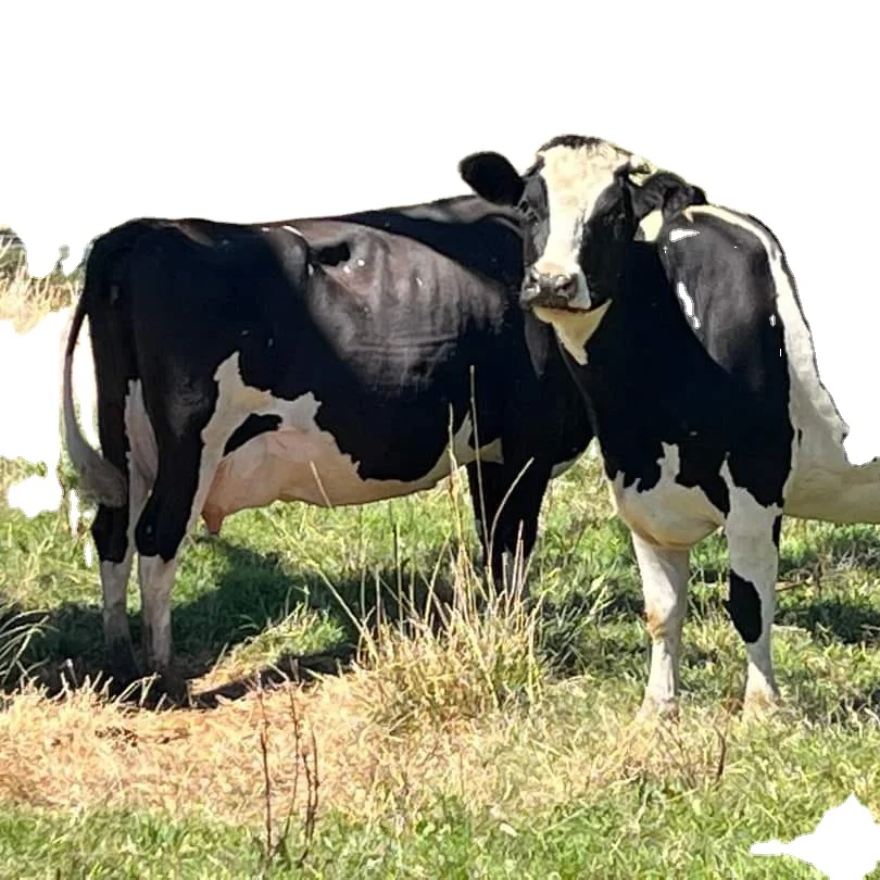 Молочные Holstein Friesian коровы и беременные Heifers Simmental икры для