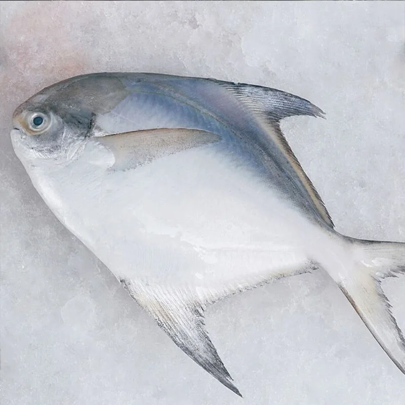 Chinese origin sea  IQF frozen Whole round WR white/silver pompano / Frozen white/silver pomfret