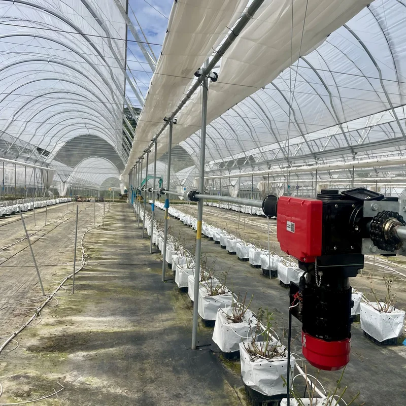 Blueberry plastic film tunnel greenhouse hydroponics system with irrigation